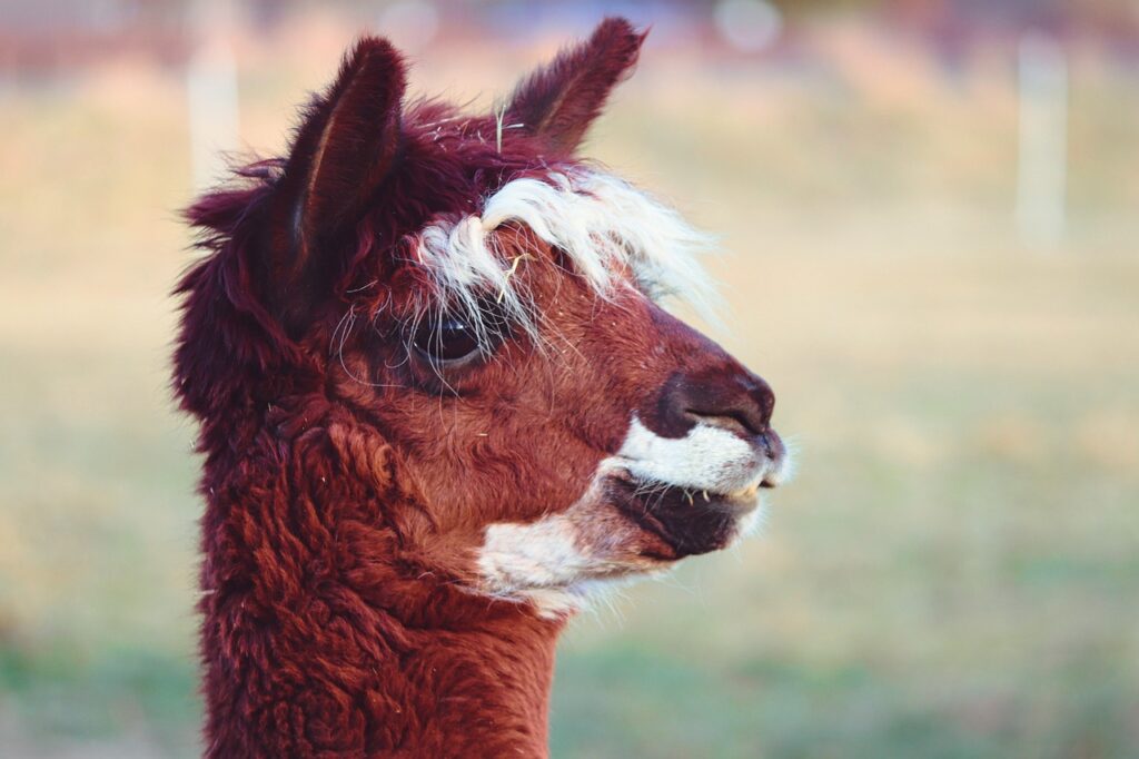 alpaca, mammal, animal-7637467.jpg
