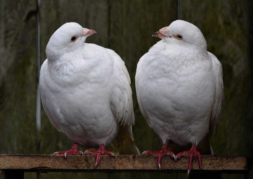 barbary doves, doves, perched-7637216.jpg