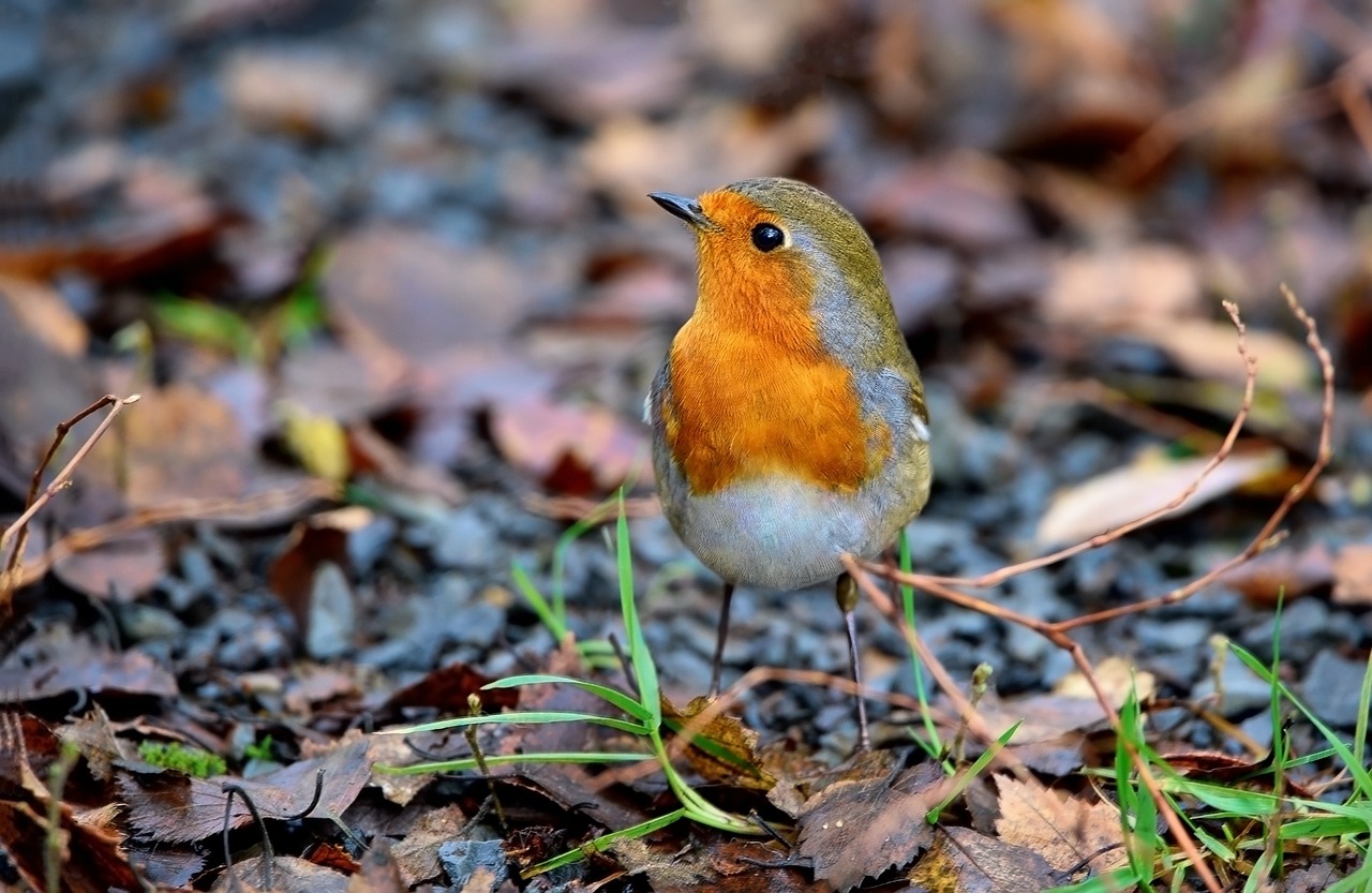 bird, robin redbreast, robin-7636872.jpg
