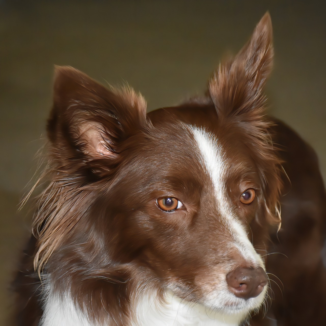 border collie, dog, pet-7627908.jpg