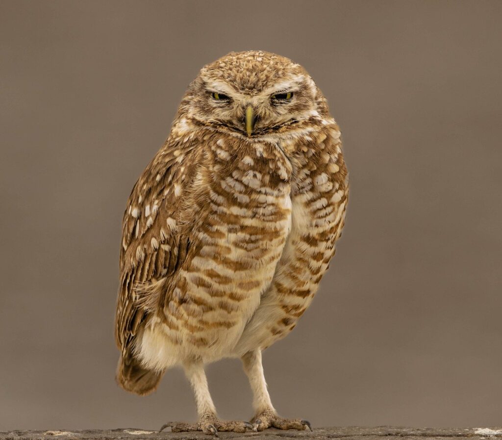 burrowing owl, owl, bird-7632050.jpg