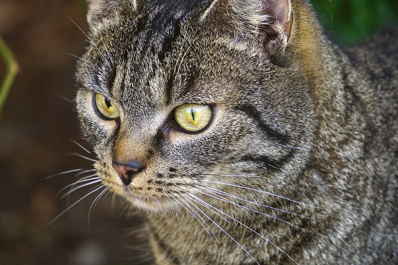 cat, pet, animal-7631277.jpg