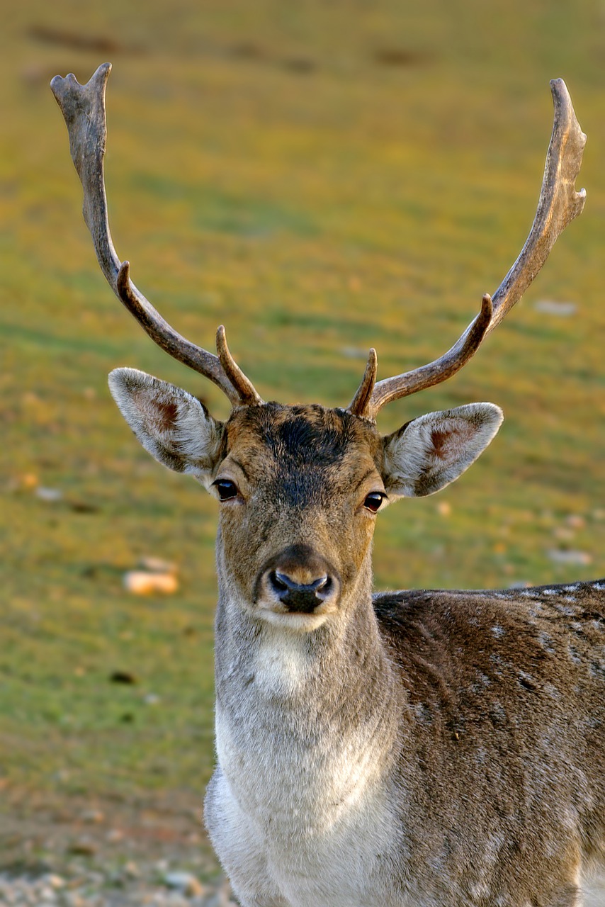 fallow deer, animal, dama dama-7637346.jpg