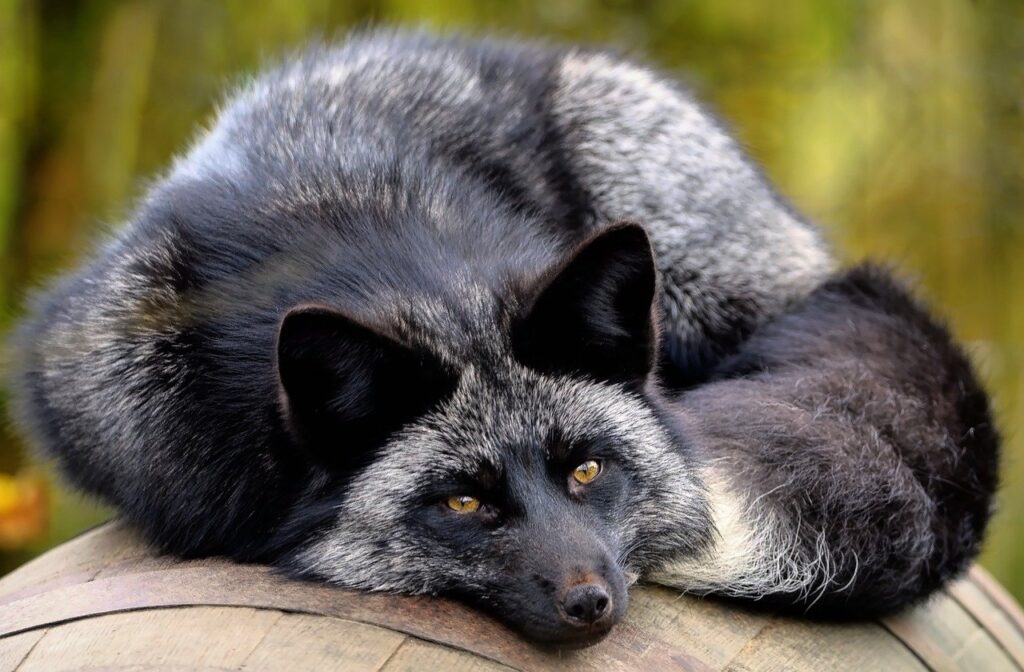 fox, black fox, red fox-7637062.jpg