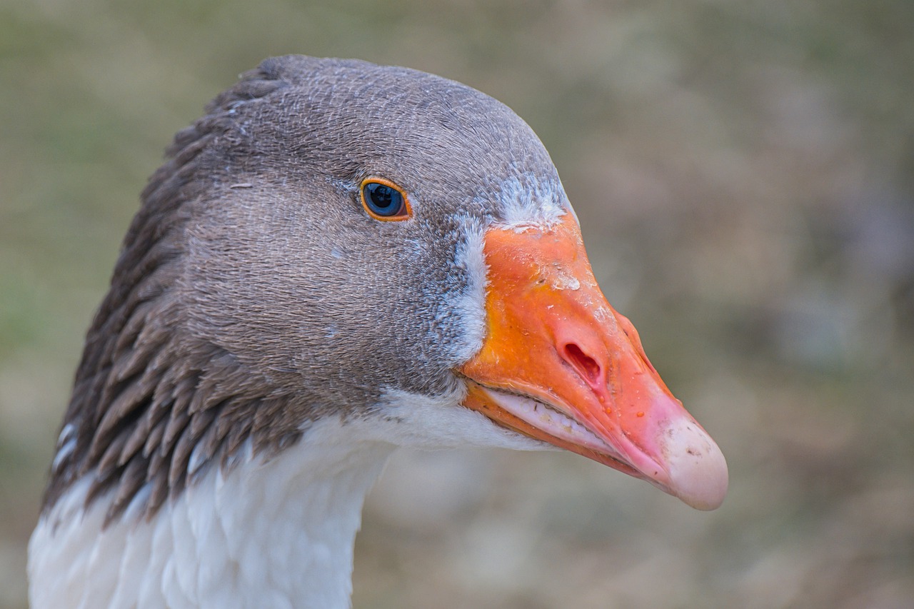 goose, wild goose, greylag goose-7636080.jpg