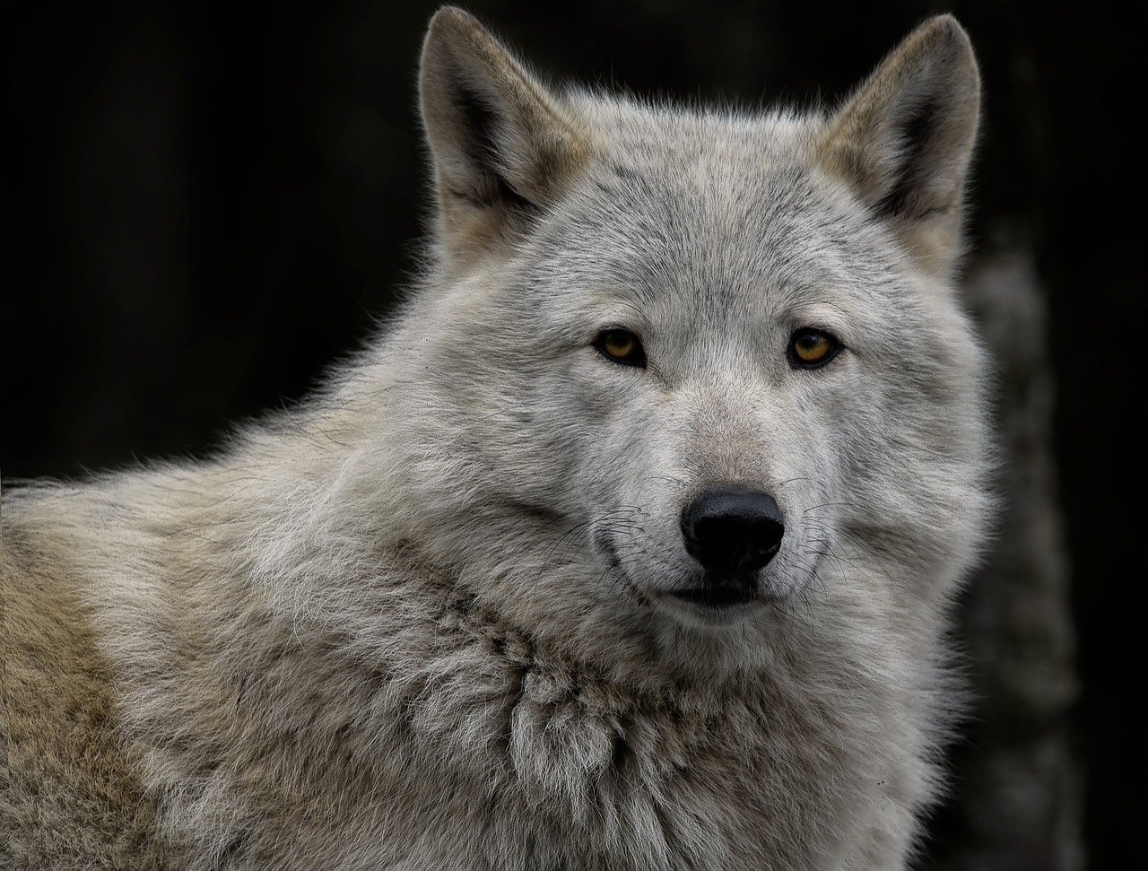 grey wolf, timber wolf, white wolf-7634662.jpg