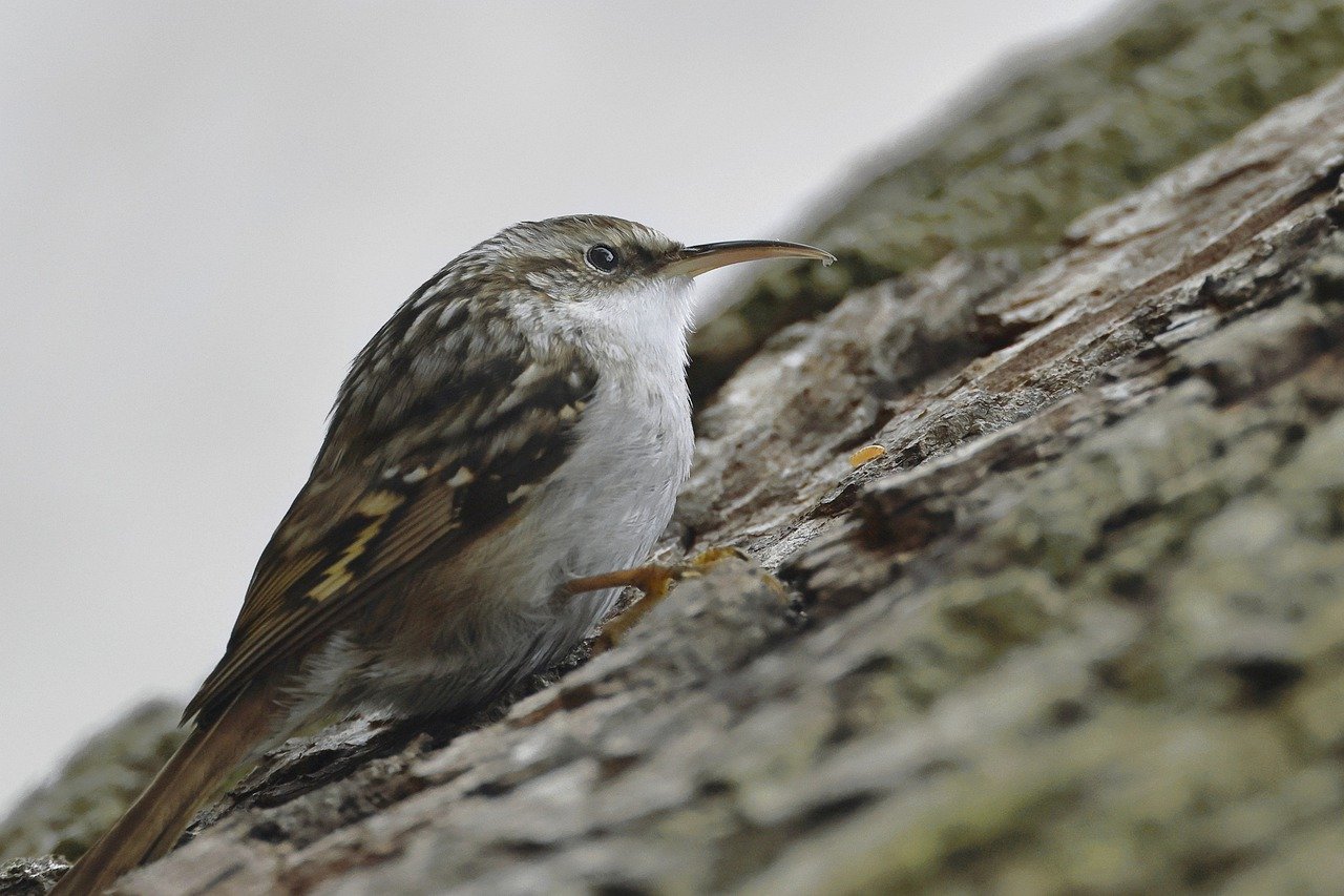 short-toed treecreeper, bird, worm-7637759.jpg