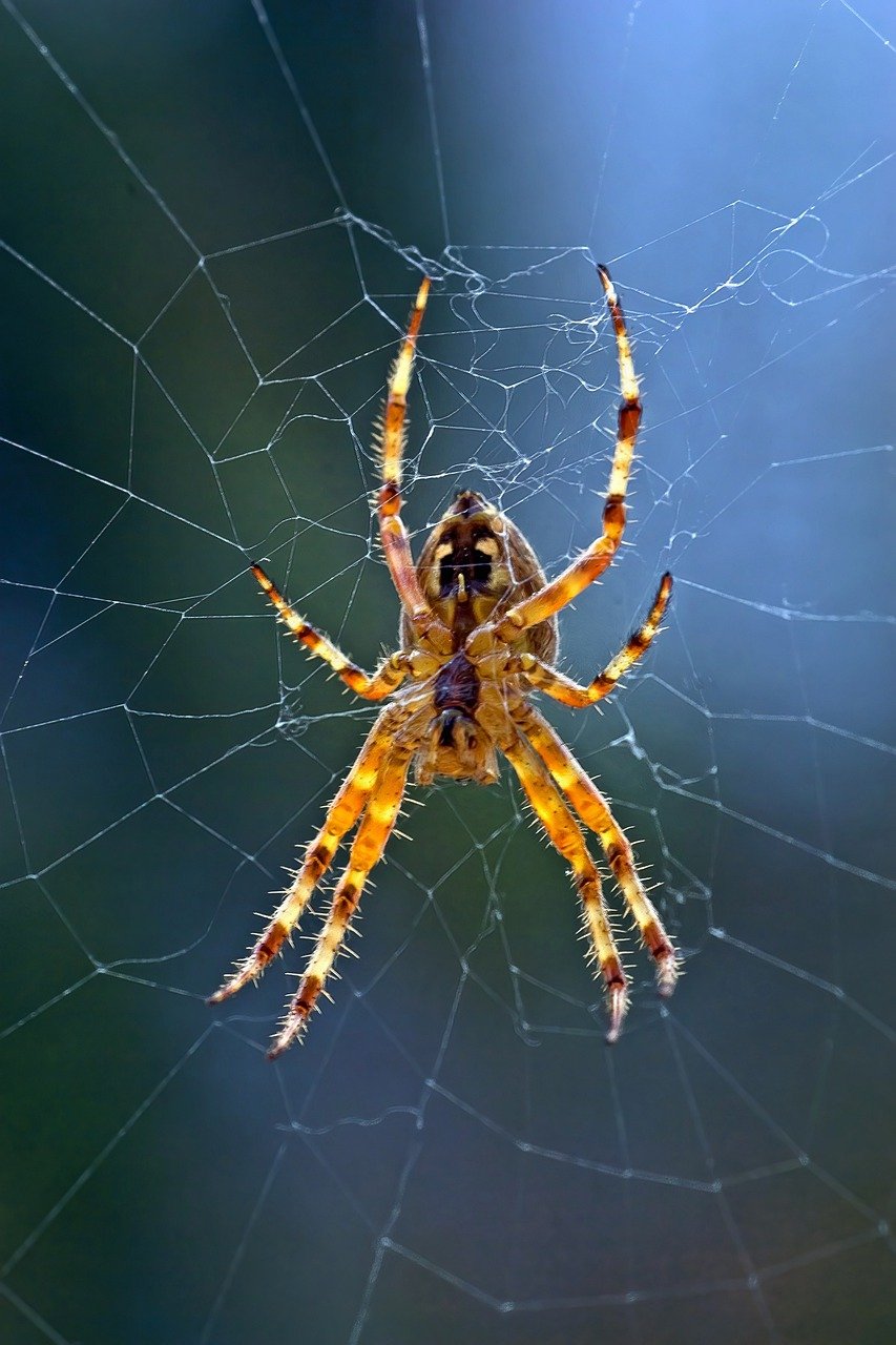 spider, crusader spider, spiderweb-7637347.jpg